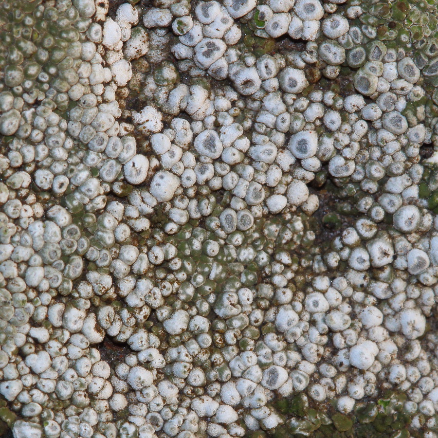 Image of class Lecanoromycetes specimen.