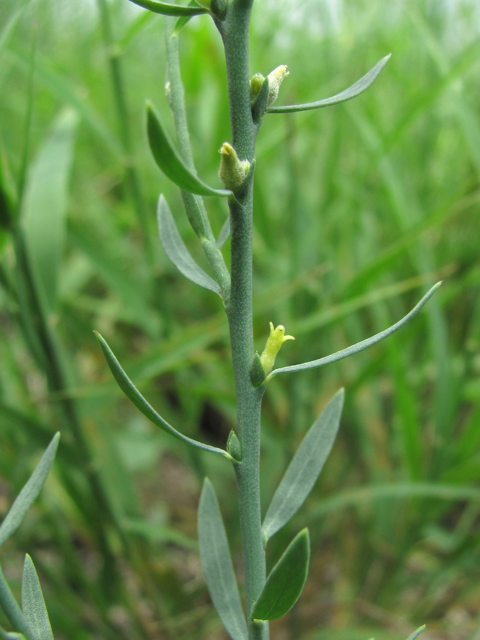 Изображение особи Thymelaea passerina.