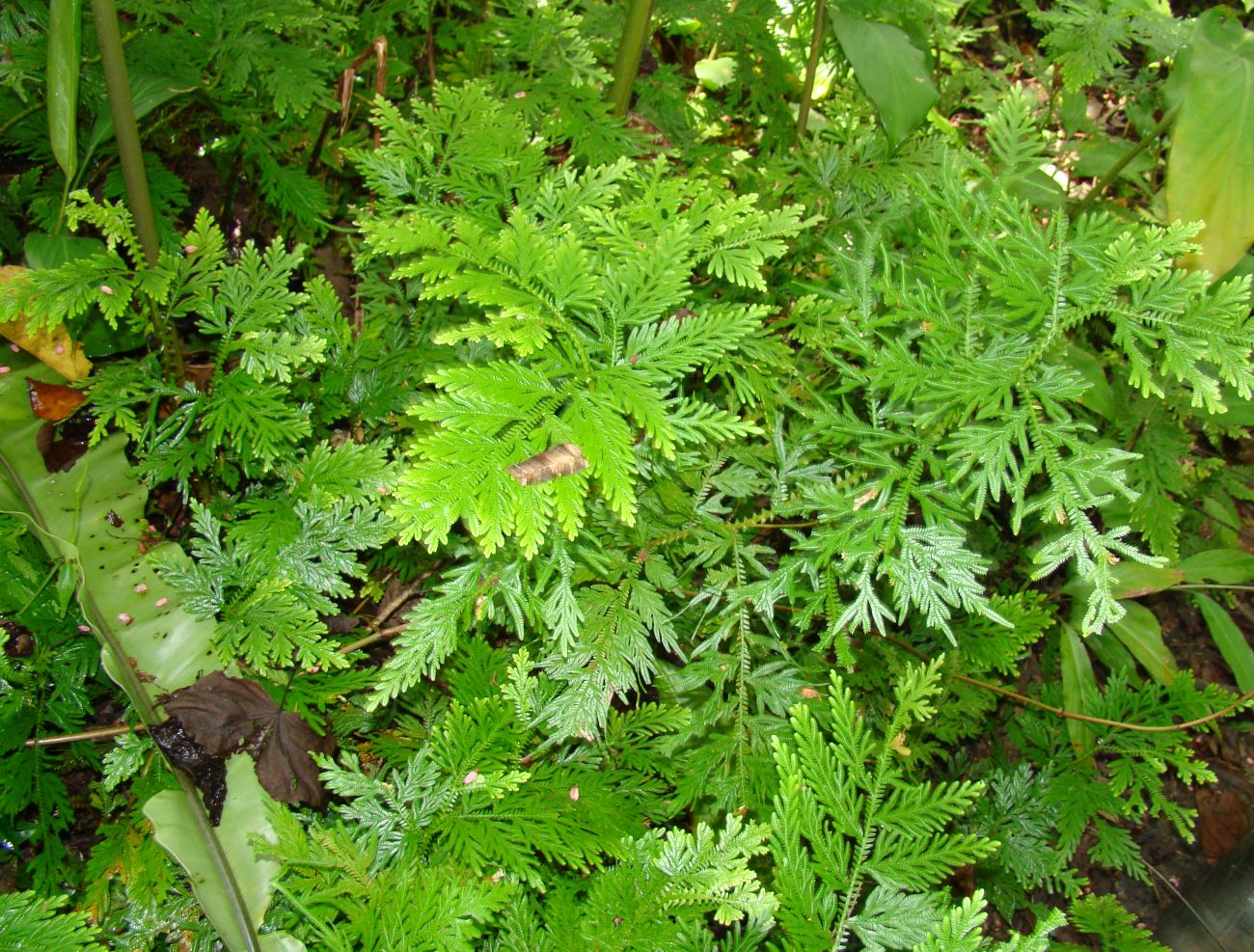 Image of genus Selaginella specimen.