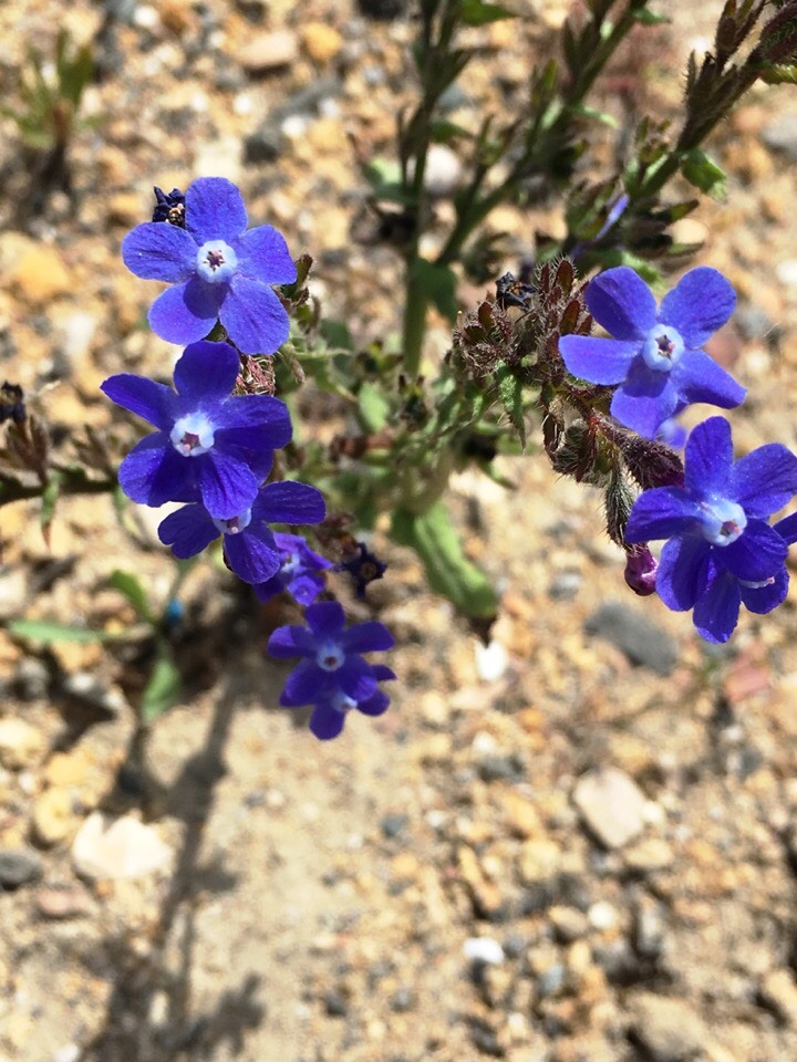 Изображение особи Anchusa stylosa.