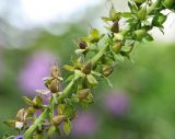 Digitalis purpurea. Часть соплодия с созревающими плодами. Московская обл., Одинцовский р-н, г. Кубинка, цветник. 25.07.2021.