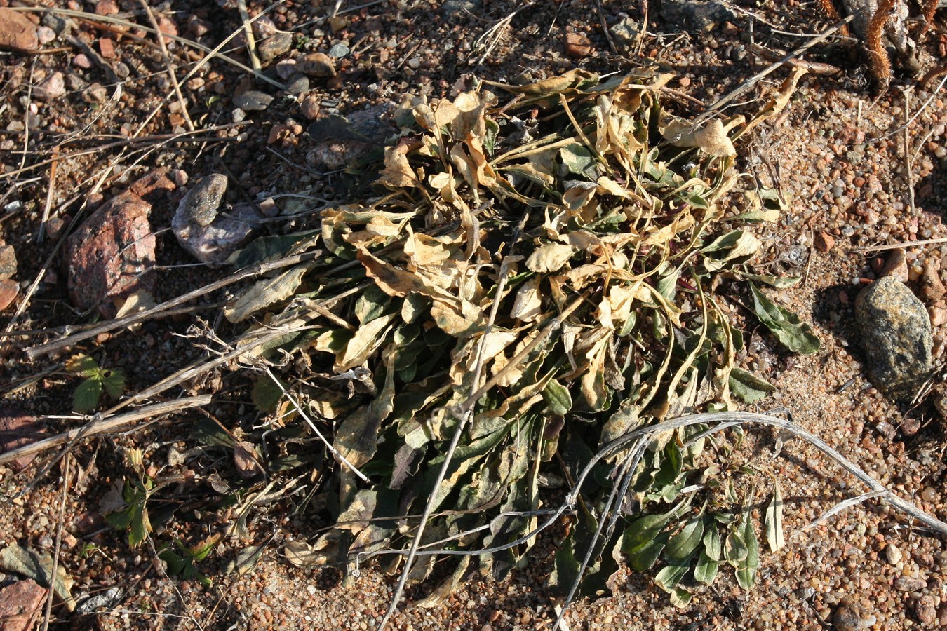 Image of Silene nutans specimen.