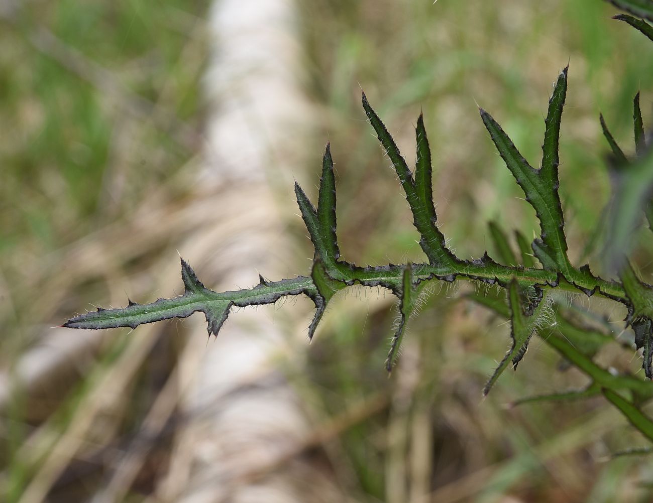 Изображение особи Cirsium palustre.