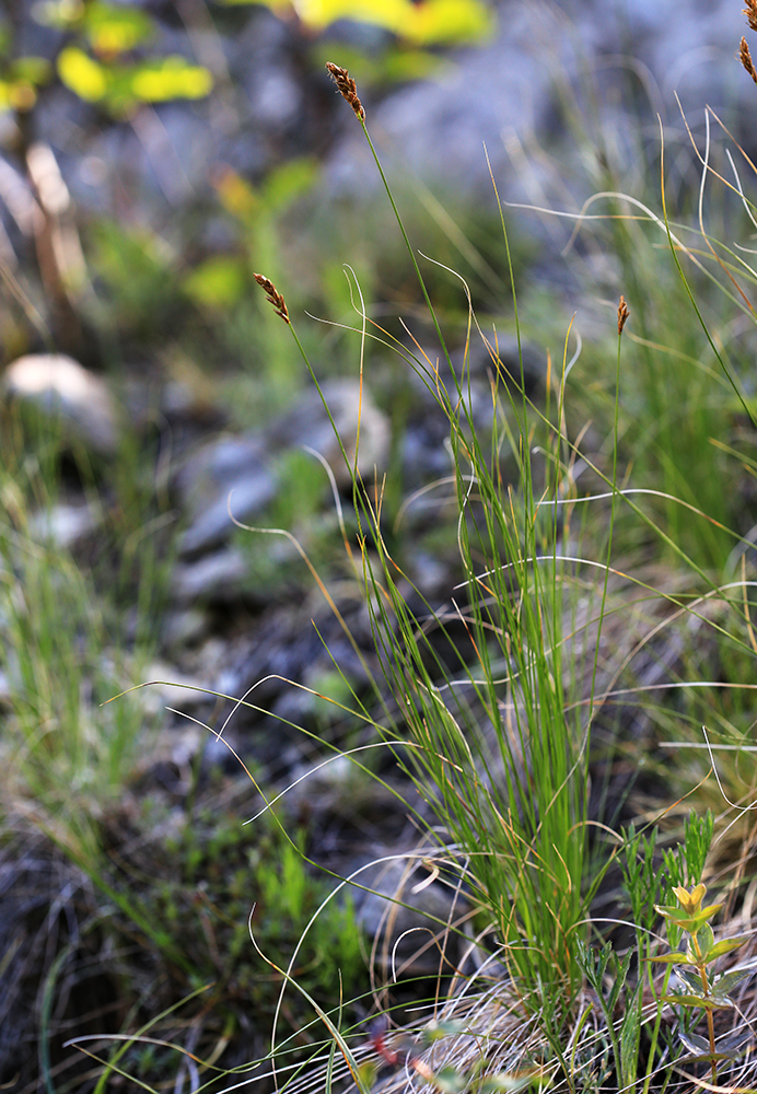 Image of Kobresia filifolia specimen.