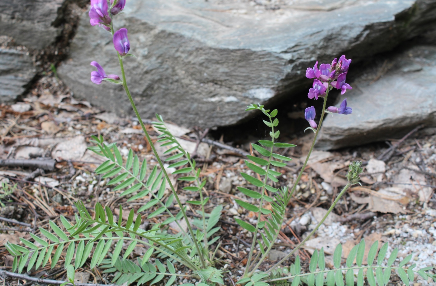 Image of Oxytropis wologdensis specimen.