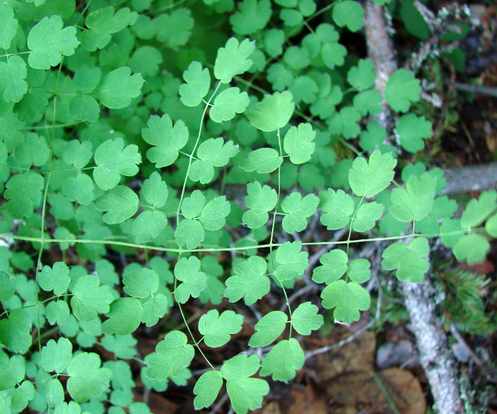 Image of Thalictrum foetidum specimen.