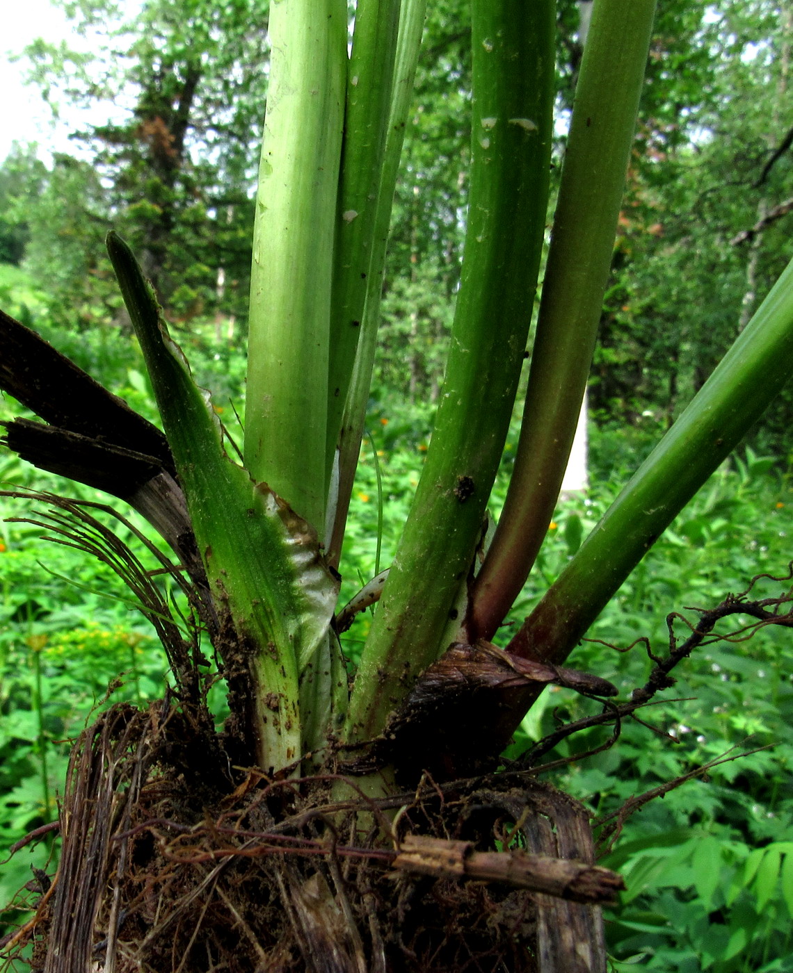 Image of Trollius kolonok specimen.
