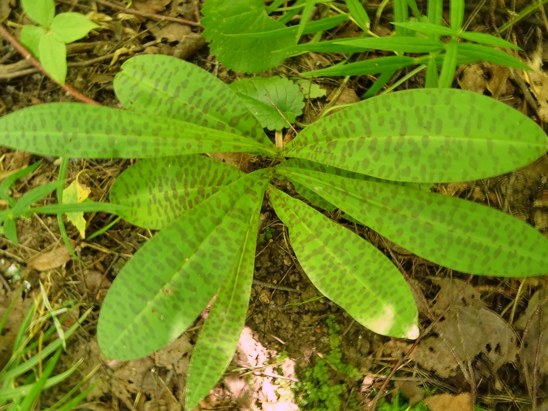 Image of Dactylorhiza fuchsii specimen.