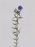 Linum austriacum