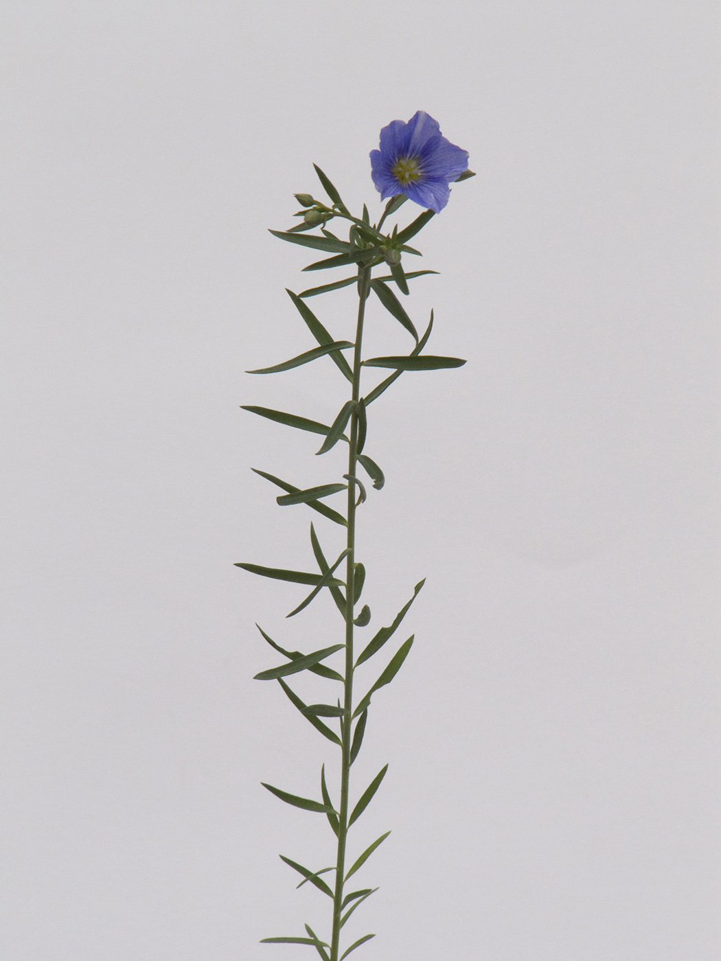 Image of Linum austriacum specimen.