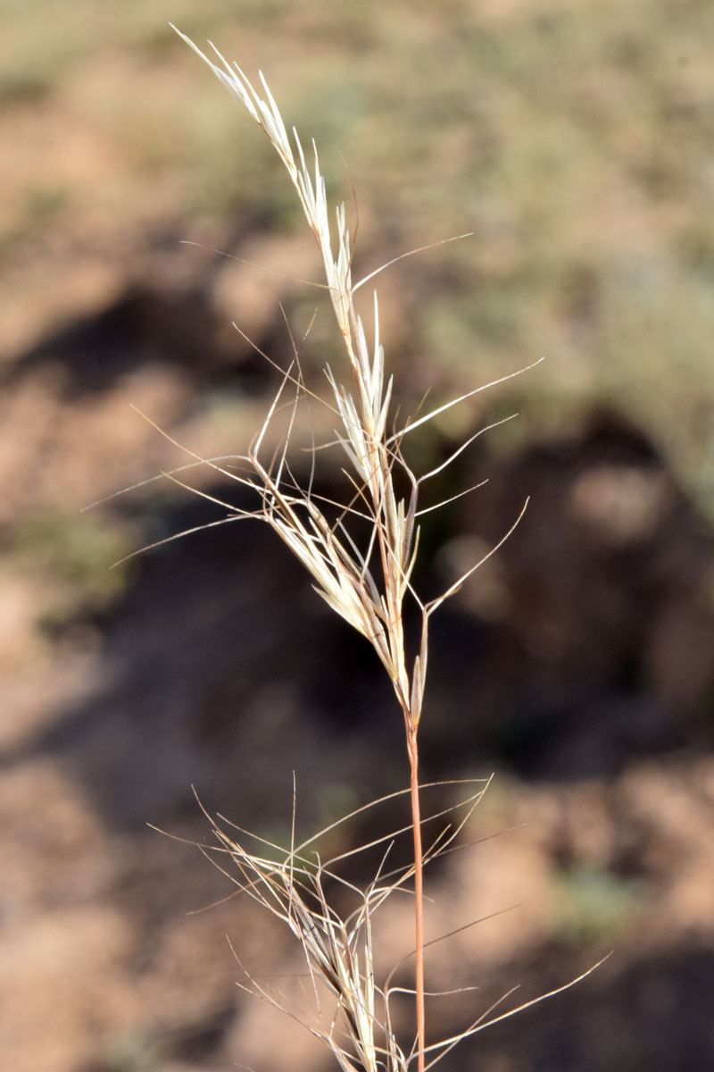 Image of Aristida heymanni specimen.