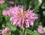 genus Monarda