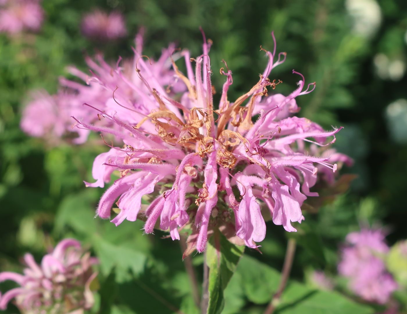 Image of genus Monarda specimen.