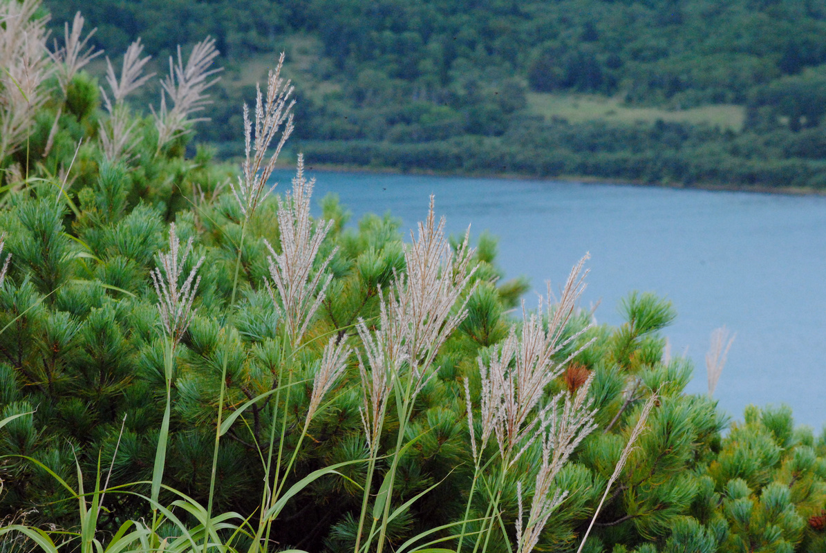 Изображение особи Miscanthus sinensis.