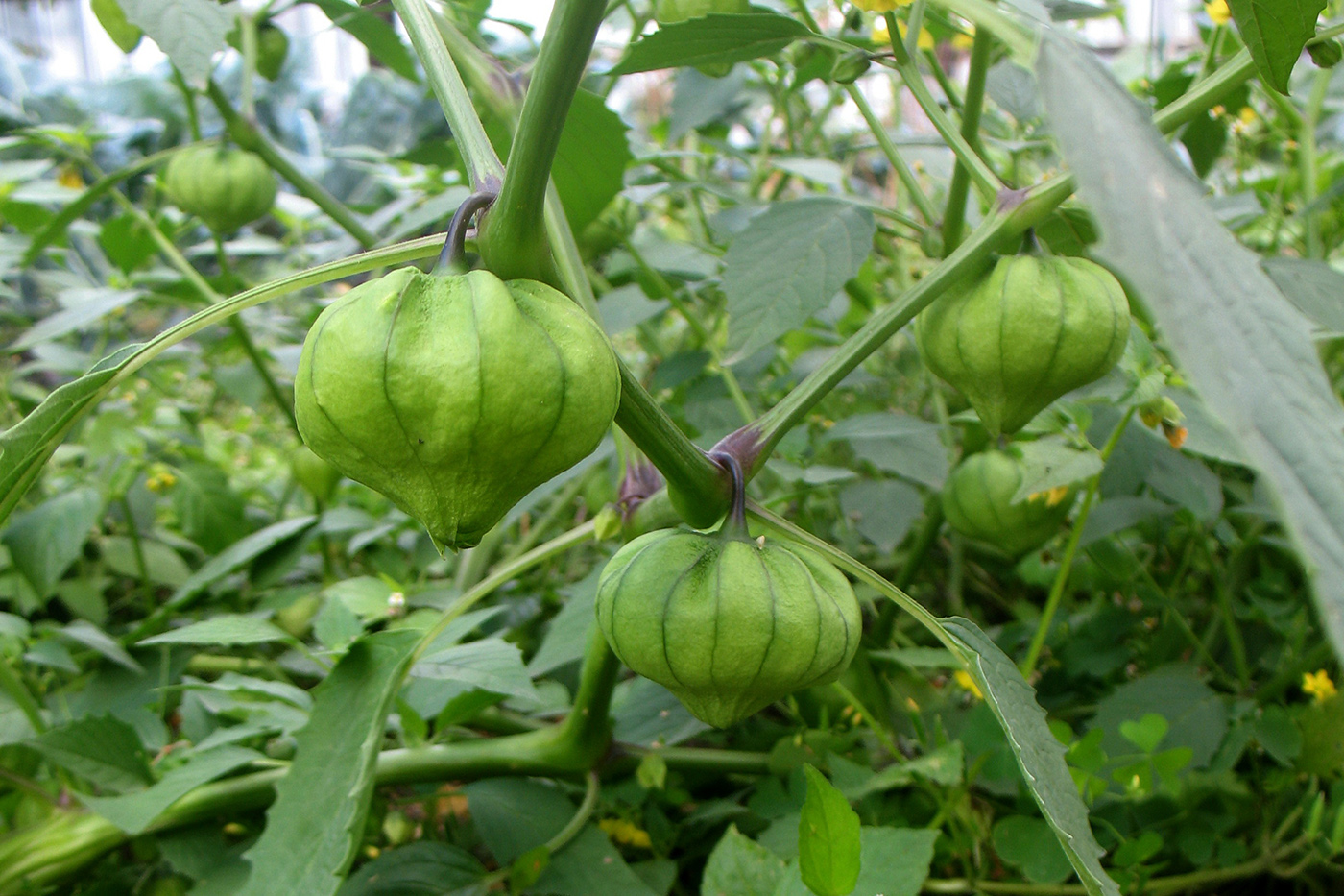 Image of Physalis ixocarpa specimen.