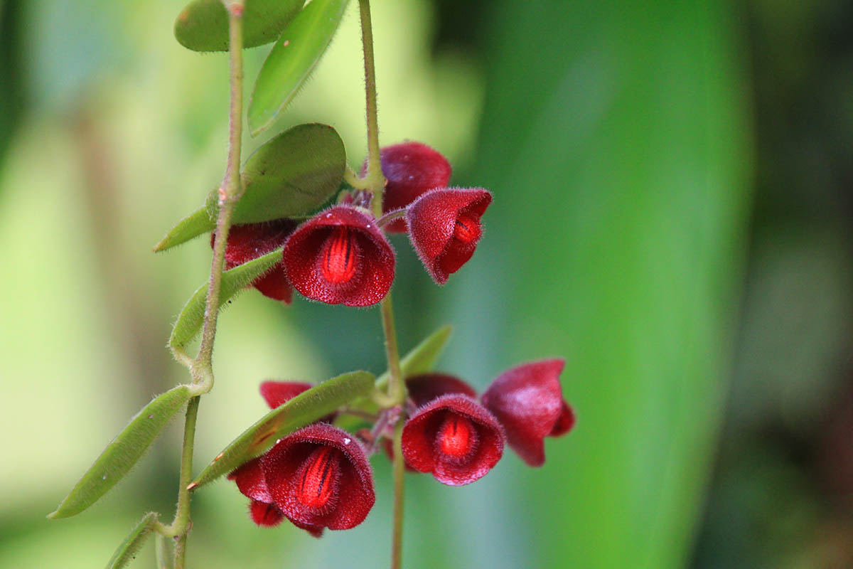 Image of Aeschynanthus tricolor specimen.