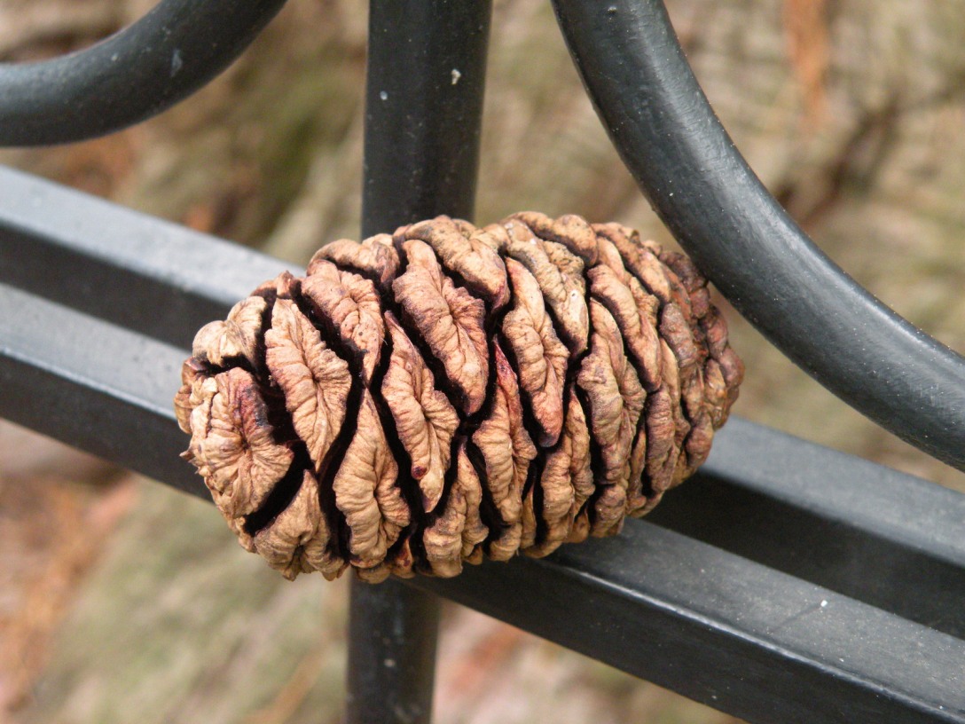 Image of Sequoiadendron giganteum specimen.