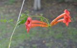 Campsis radicans