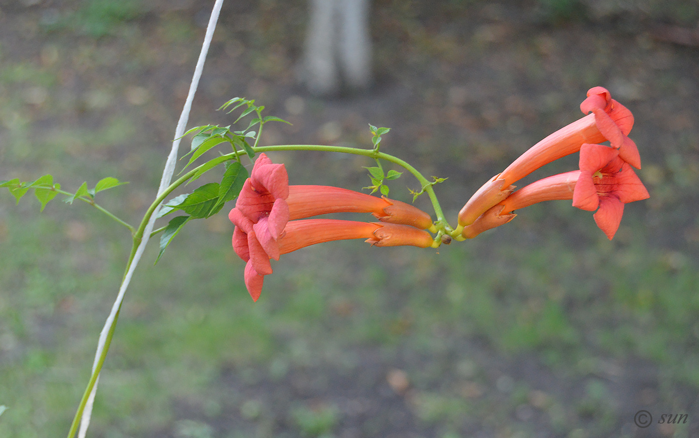 Изображение особи Campsis radicans.