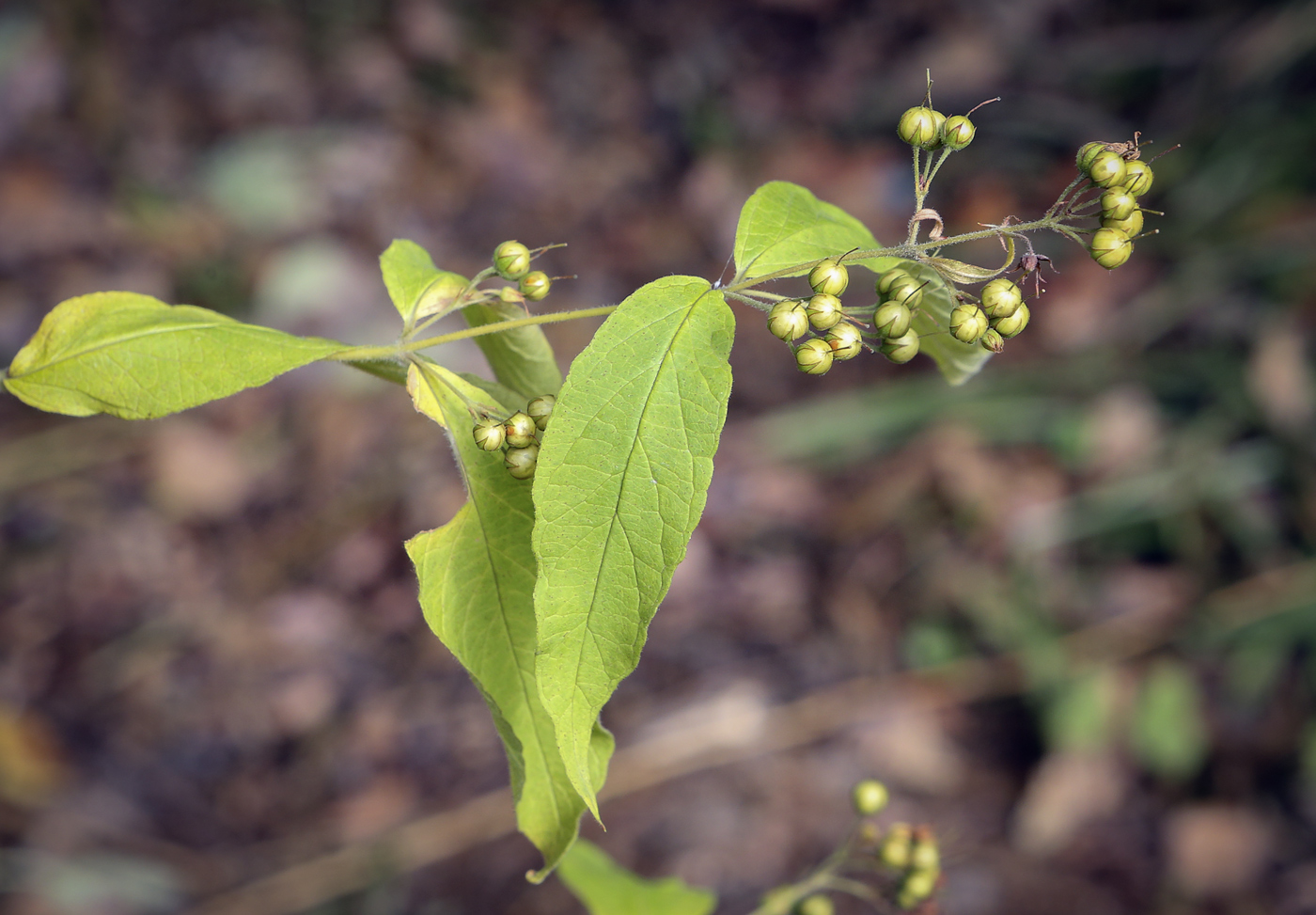 Изображение особи Lysimachia vulgaris.