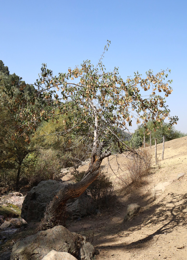 Image of Acer semenovii specimen.