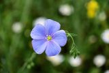 Linum austriacum