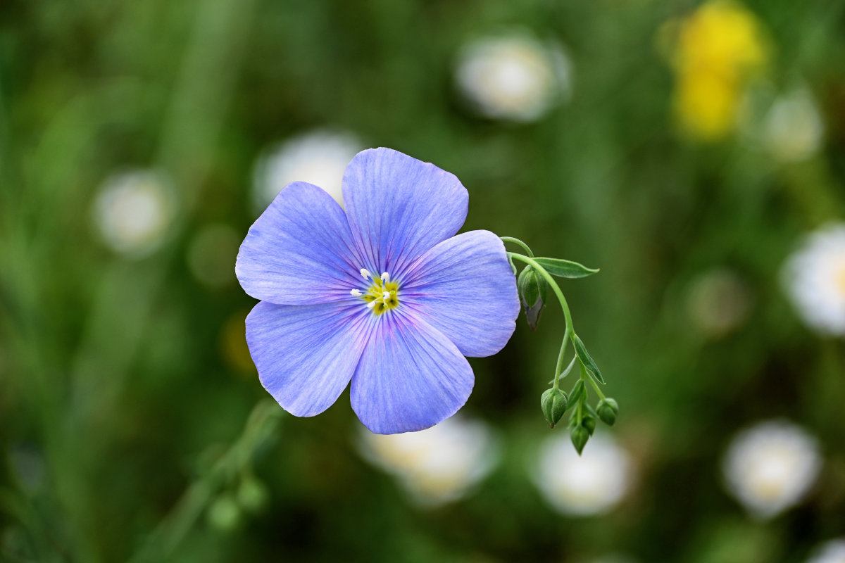 Изображение особи Linum austriacum.