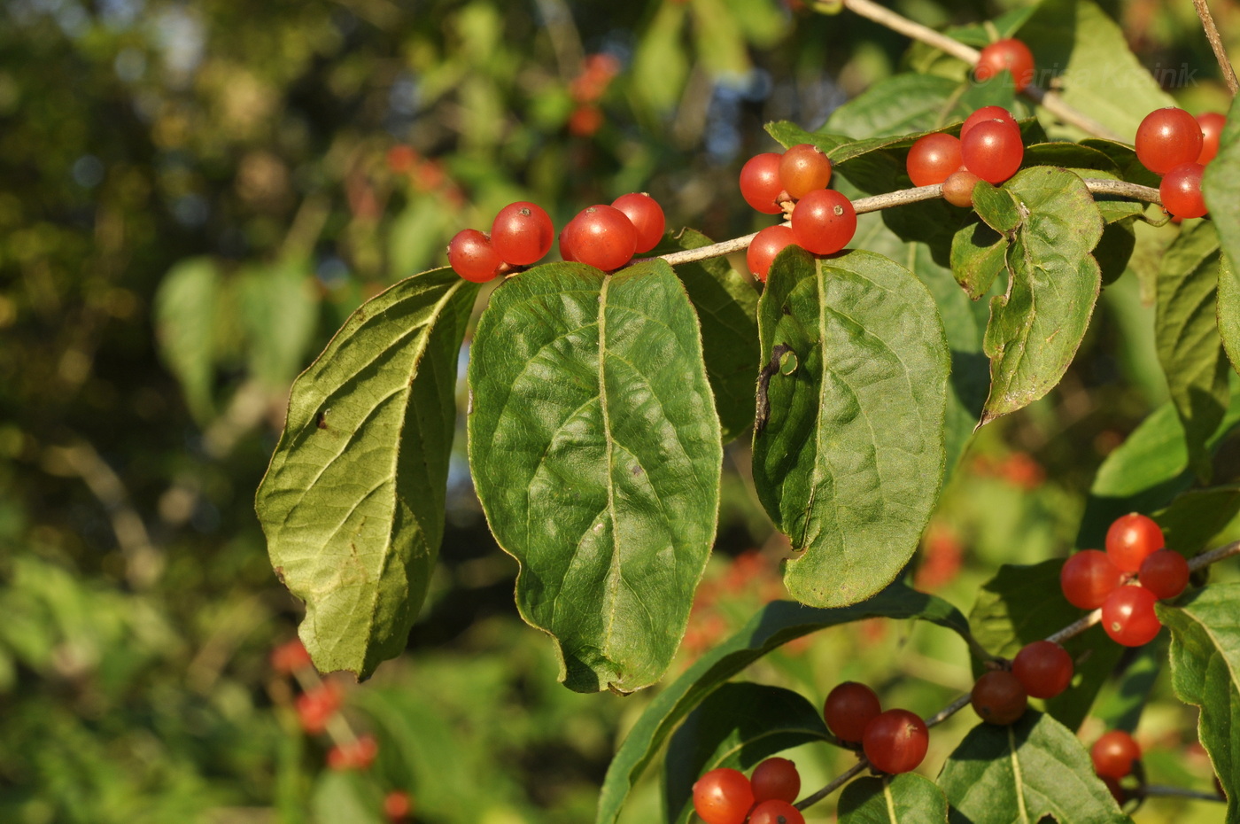 Image of Lonicera maackii specimen.