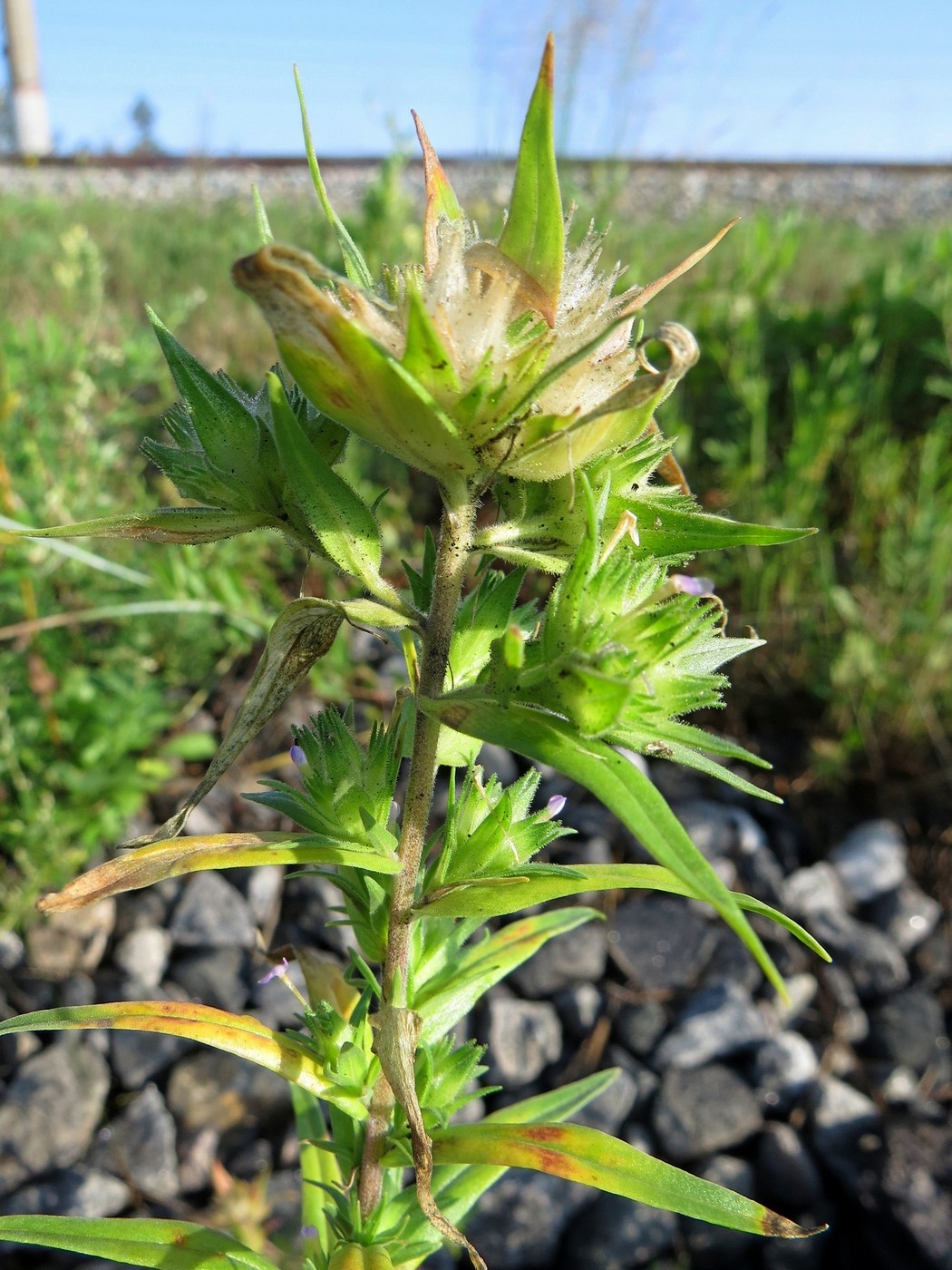 Image of Collomia linearis specimen.