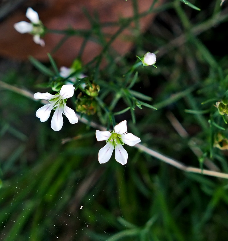 Image of Petrorhagia saxifraga specimen.