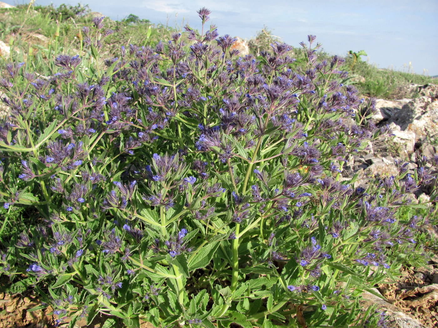 Изображение особи Nepeta ucranica.