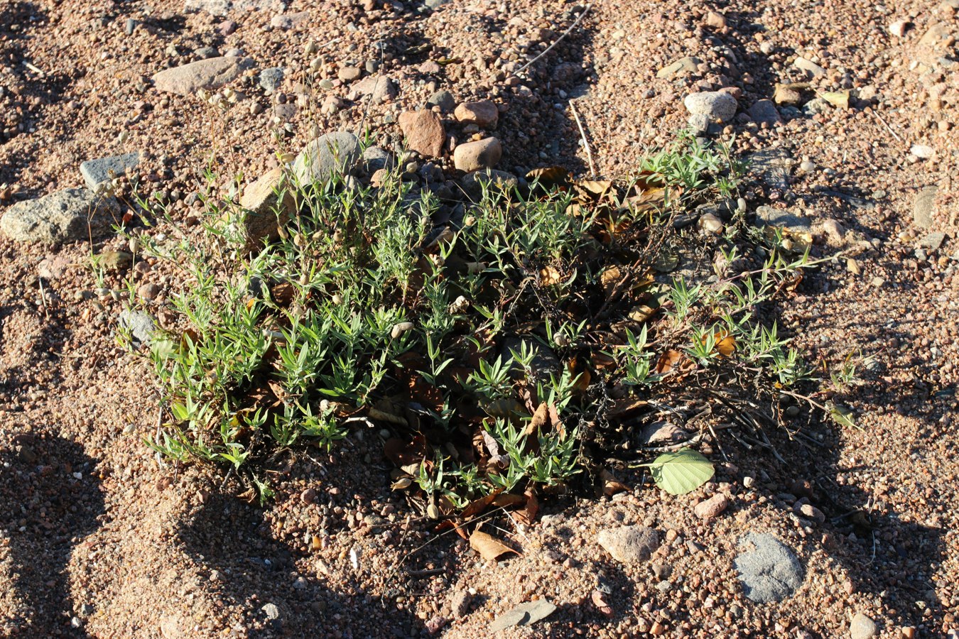 Image of Oberna littoralis specimen.