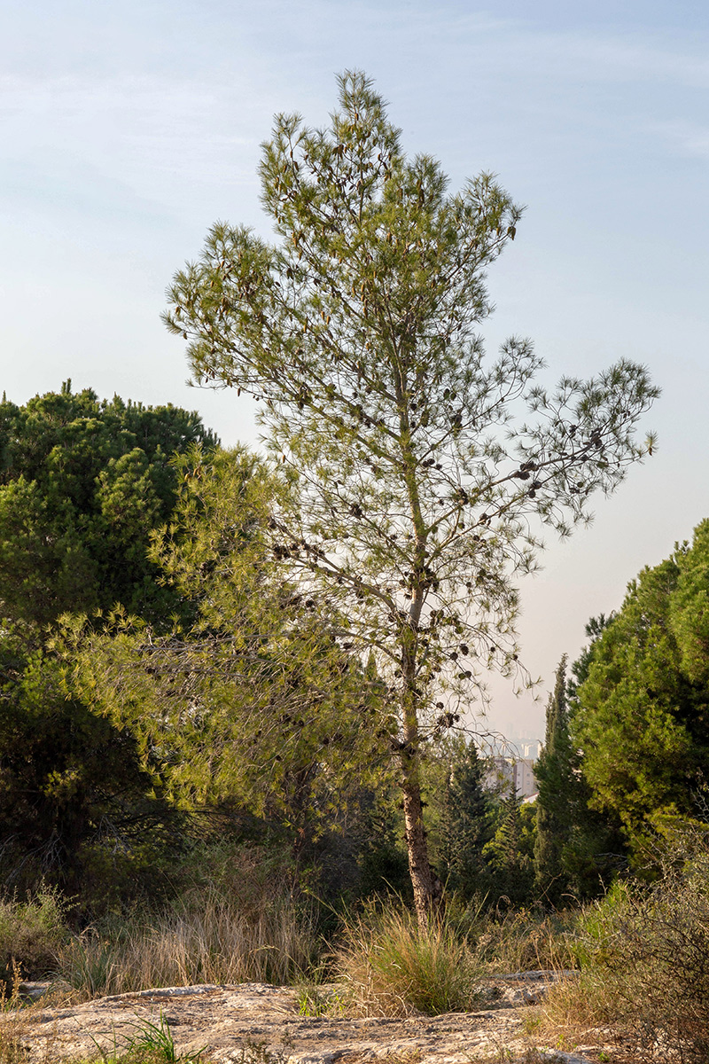 Изображение особи Pinus halepensis.