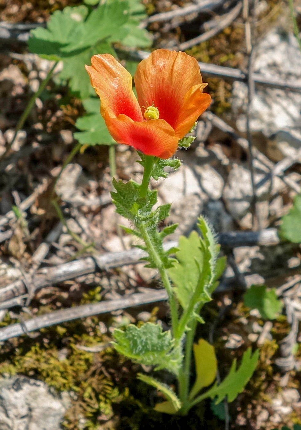 Image of Glaucium corniculatum specimen.