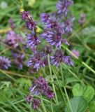 Salvia verticillata