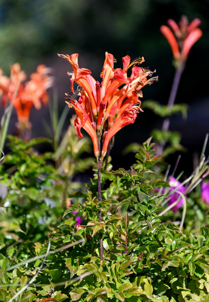 Изображение особи Tecomaria capensis.