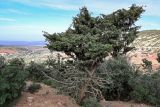 Juniperus oxycedrus