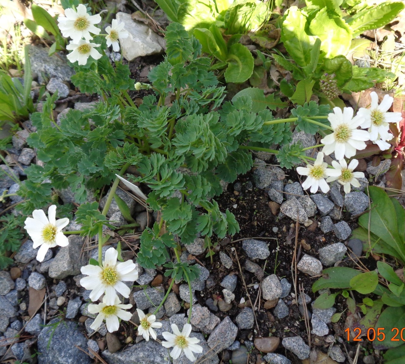 Изображение особи Callianthemum coriandrifolium.