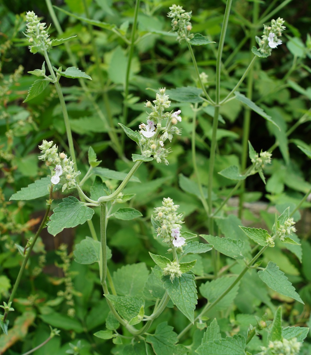 Image of Nepeta cataria specimen.