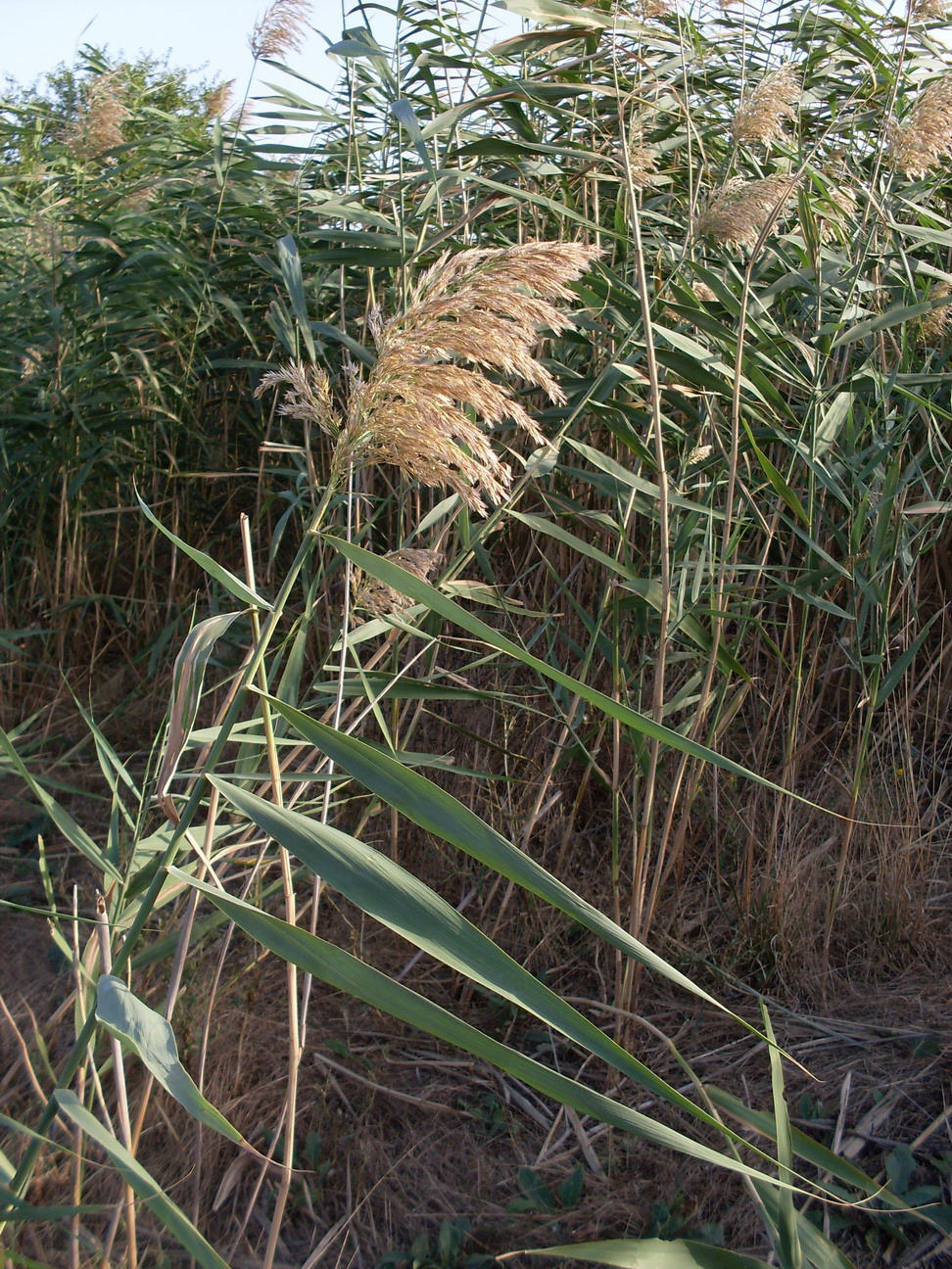 Изображение особи Phragmites australis.