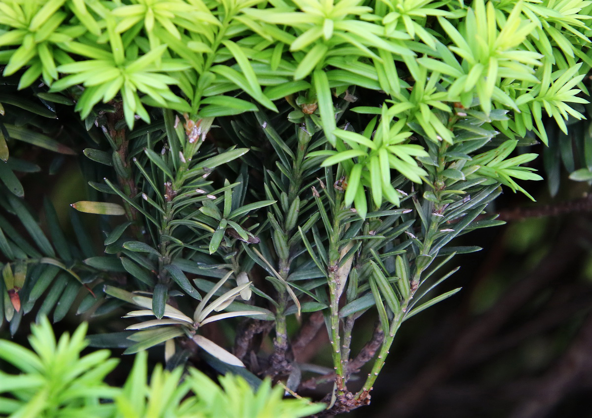 Изображение особи род Taxus.