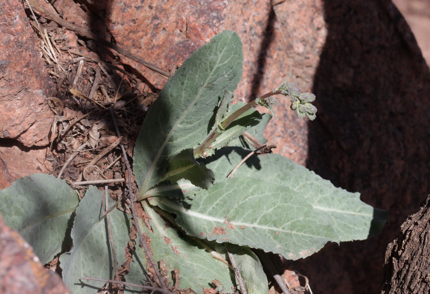 Изображение особи Steptorhamphus crassicaulis.