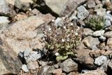 Veronica hispidula subspecies ixodes