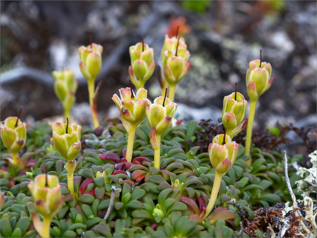 Изображение особи Diapensia lapponica.