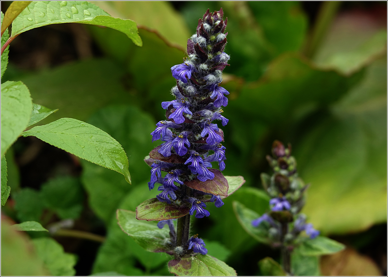 Image of Ajuga reptans specimen.