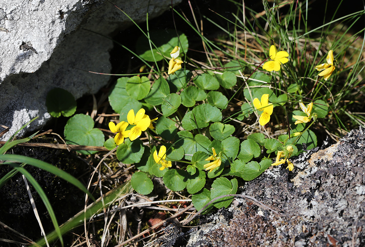 Image of Viola biflora specimen.
