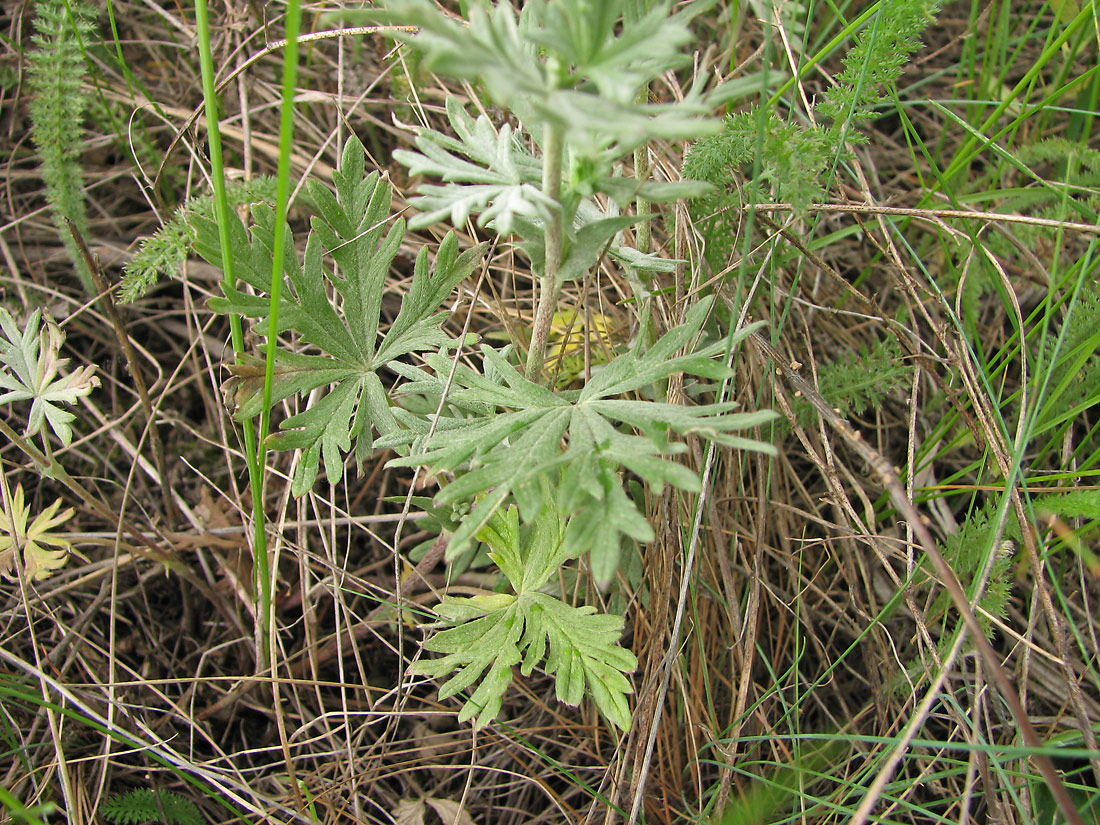 Изображение особи Potentilla impolita.