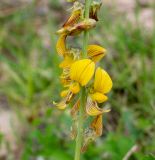 Crotalaria pallida