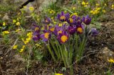 genus Pulsatilla