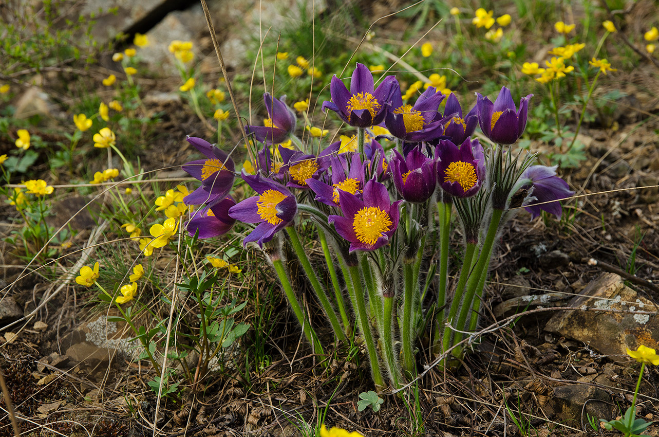 Изображение особи род Pulsatilla.